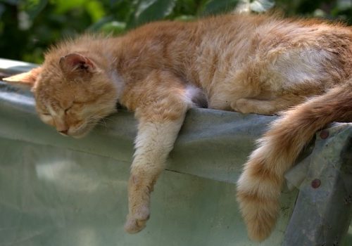 come una gatta stanca anche una mamma getta la spugna