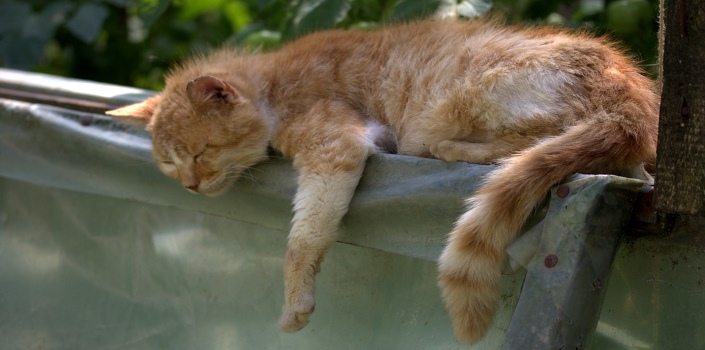 come una gatta stanca anche una mamma getta la spugna